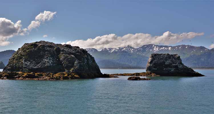 gull island